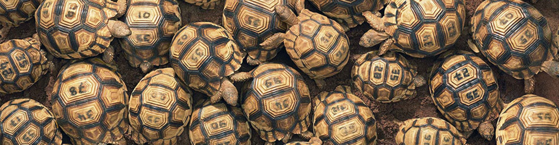 گالری عکسهای خلاقانه تیم فلچ از بریتانیا