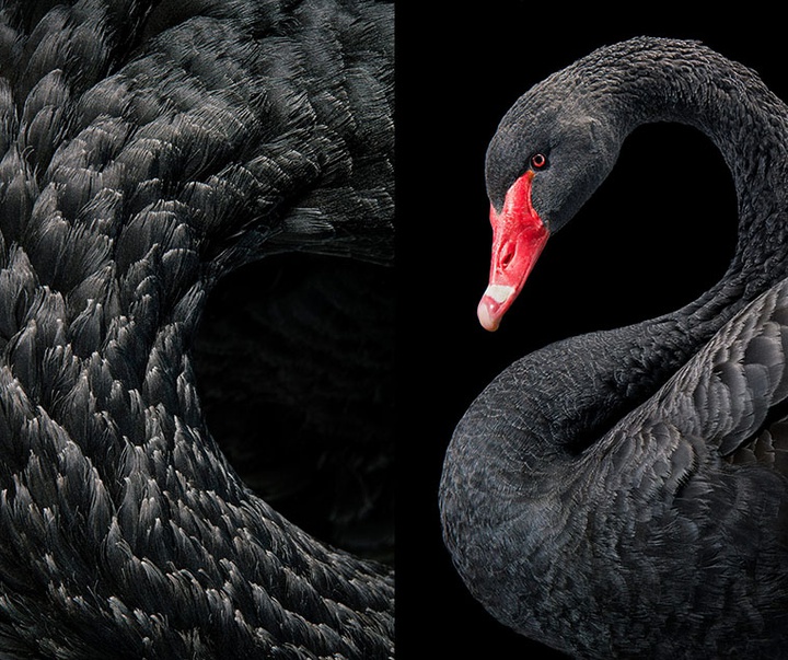 گالری عکس‌های خلاقانه تیم فلچ از بریتانیا