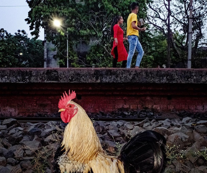 گالری آثار عکس سوبران کارماکر از هند