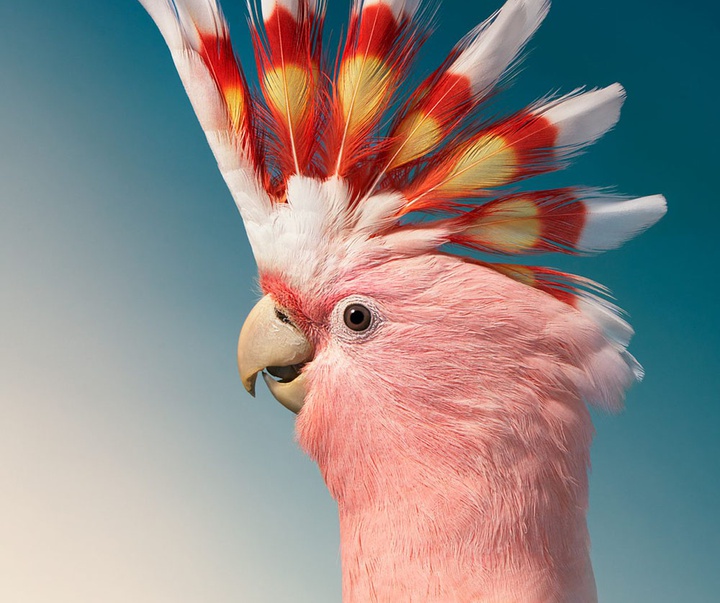 گالری عکس‌های خلاقانه تیم فلچ از بریتانیا