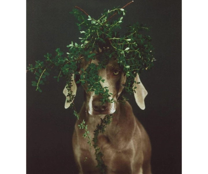 گالری عکس‌های ویلیام وگمن از آمریکا