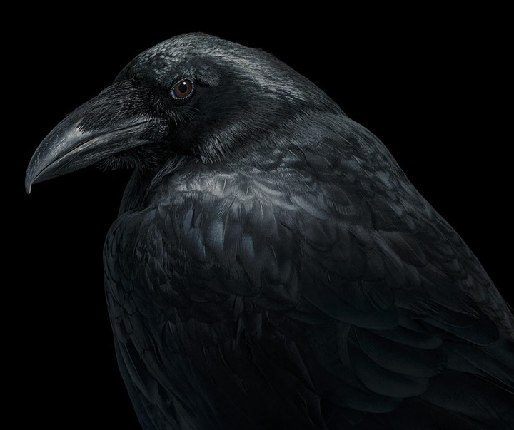 گالری عکس‌های خلاقانه تیم فلچ از بریتانیا