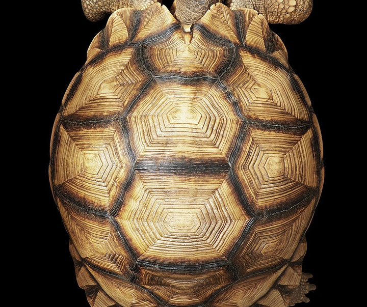 گالری عکس‌های خلاقانه تیم فلچ از بریتانیا