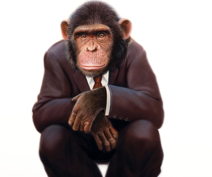 chimpanzee