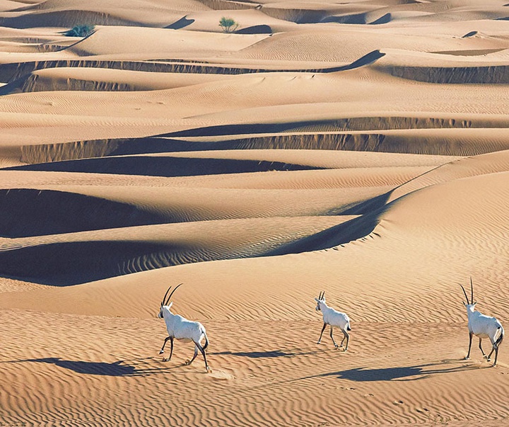 گالری عکس‌های خلاقانه تیم فلچ از بریتانیا