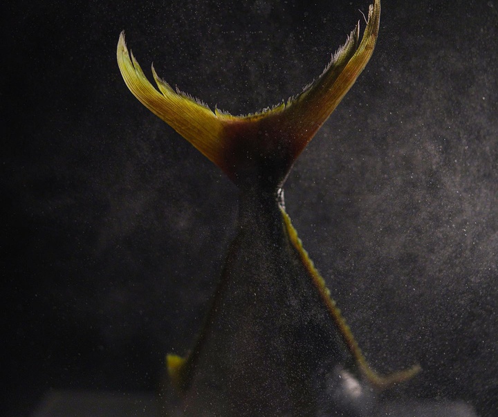 گالری عکس‌های استودیو پاتو کاتز از آرژانتین