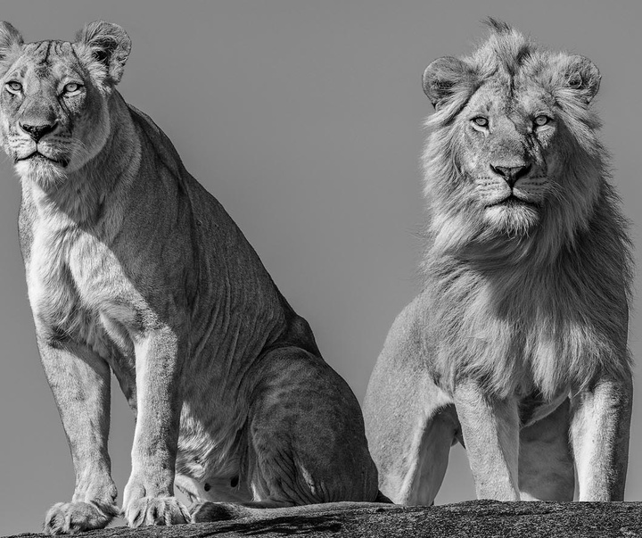 گالری عکس های جیمز لوین از انگلیس