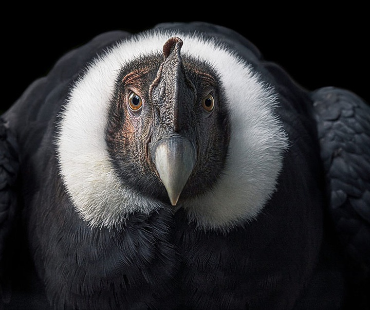 گالری عکس‌های خلاقانه تیم فلچ از بریتانیا