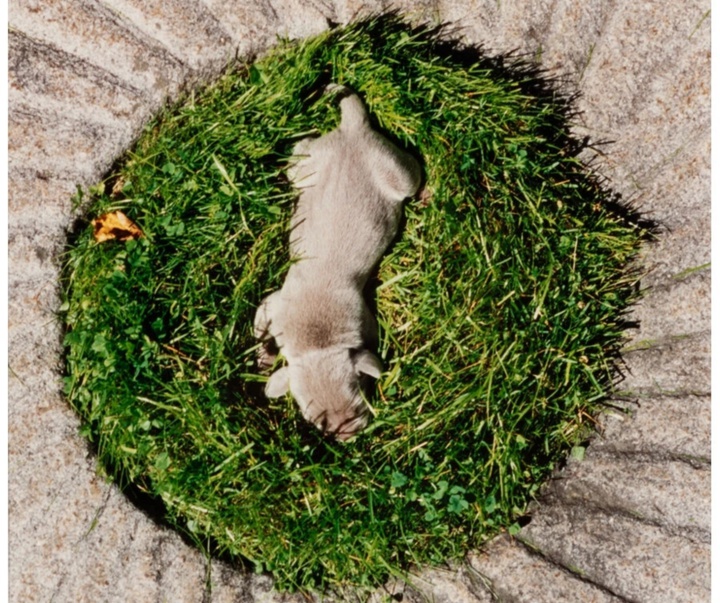 گالری عکس‌های ویلیام وگمن از آمریکا