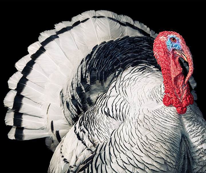 گالری عکس‌های خلاقانه تیم فلچ از بریتانیا