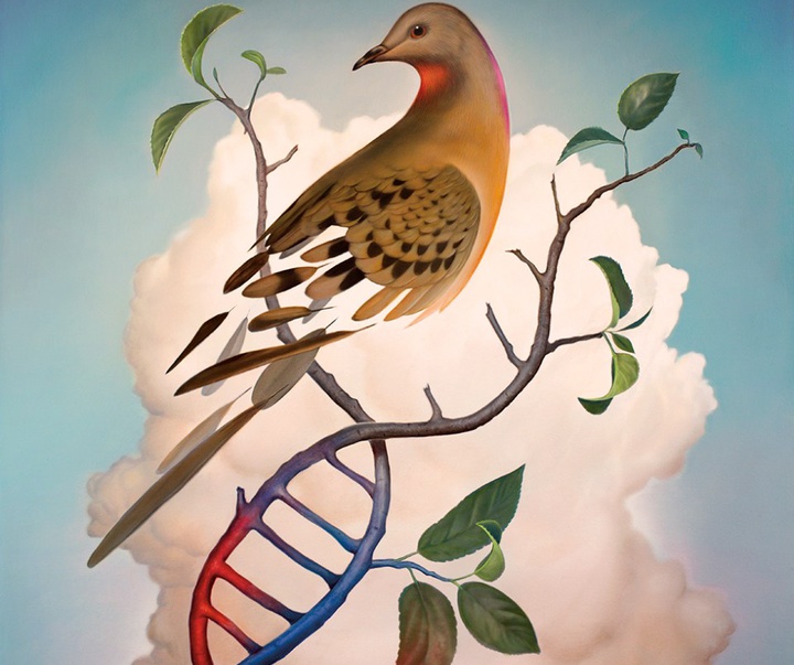 pigeon dna