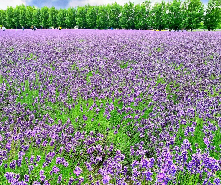 گالری آثار عکاسی میوز مالیکو از ژاپن