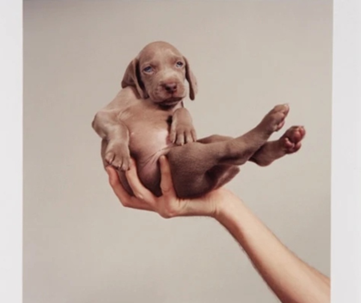 گالری عکس‌های ویلیام وگمن از آمریکا