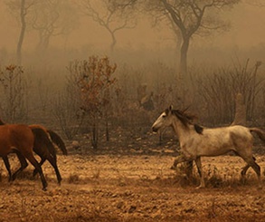 گالری آثار عکاسی لالو د آلمیدا از برزیل - قسمت اول