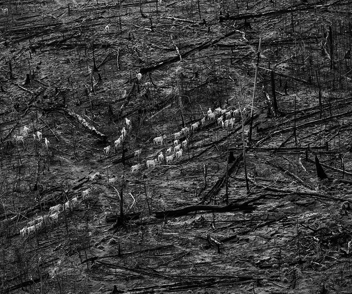 گالری آثار عکاسی لالو د آلمیدا از برزیل - قسمت دوم