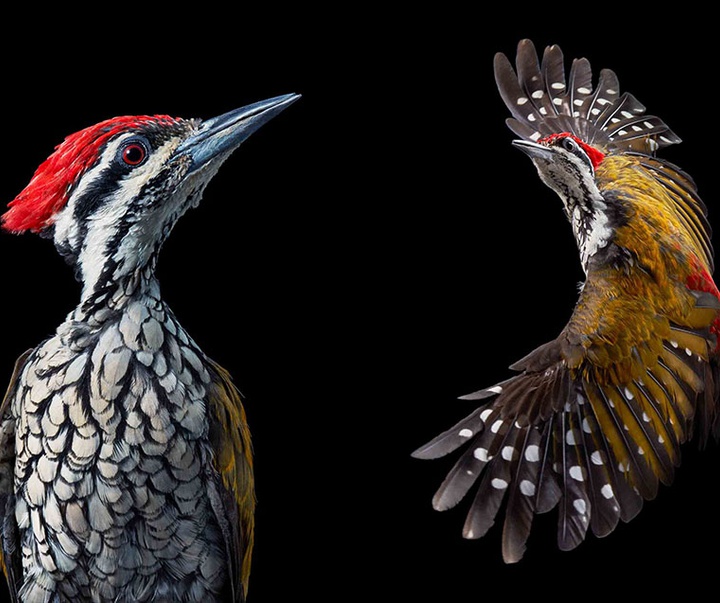 گالری عکس‌های خلاقانه تیم فلچ از بریتانیا