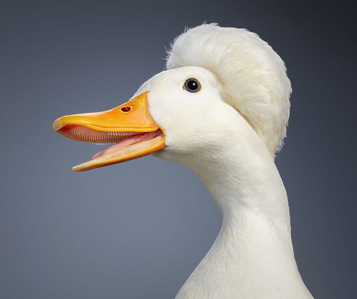 گالری عکس‌های خلاقانه تیم فلچ از بریتانیا