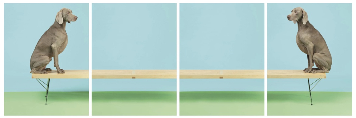 گالری عکس‌های ویلیام وگمن از آمریکا