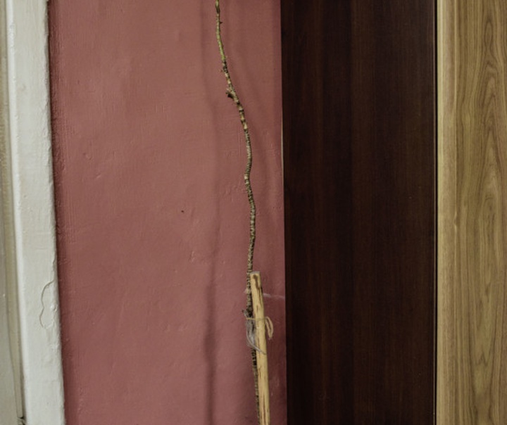 کارولین دریک
