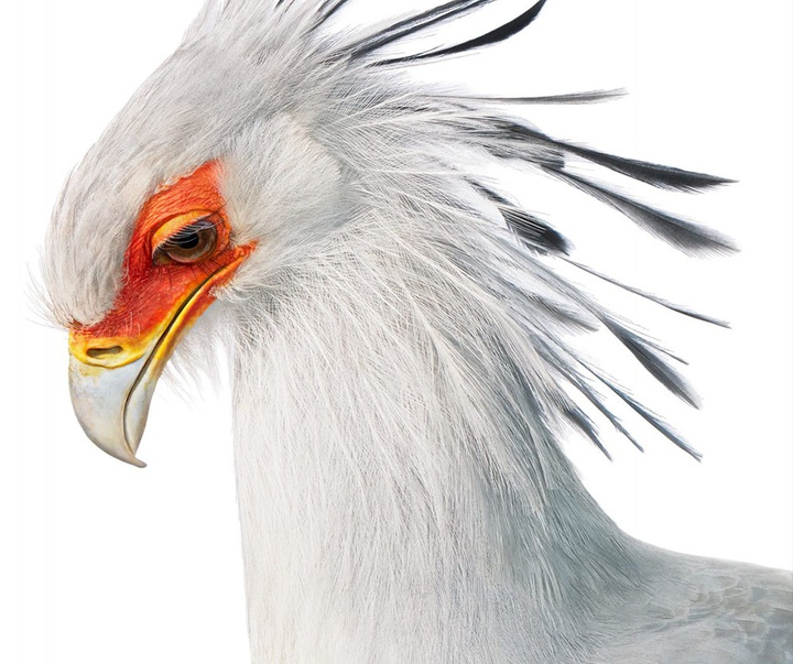 گالری عکس‌های خلاقانه تیم فلچ از بریتانیا