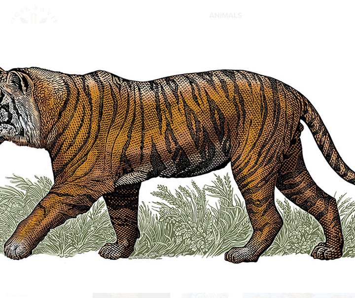 گالری آثار تصویرسازی راجر خاویر از آمریکا