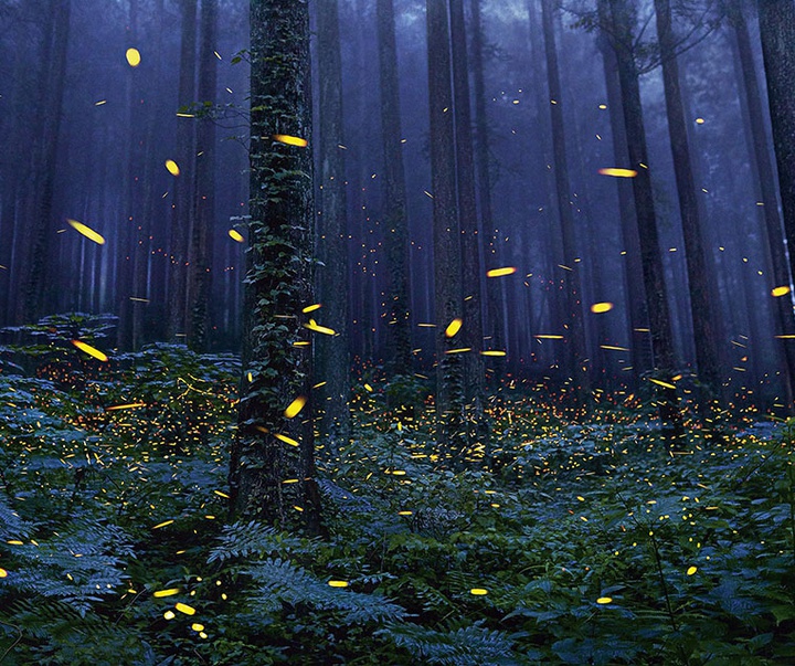 گالری عکس‌های خلاقانه تیم فلچ از بریتانیا