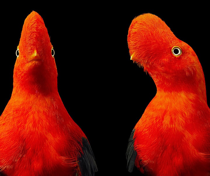 گالری عکس‌های خلاقانه تیم فلچ از بریتانیا