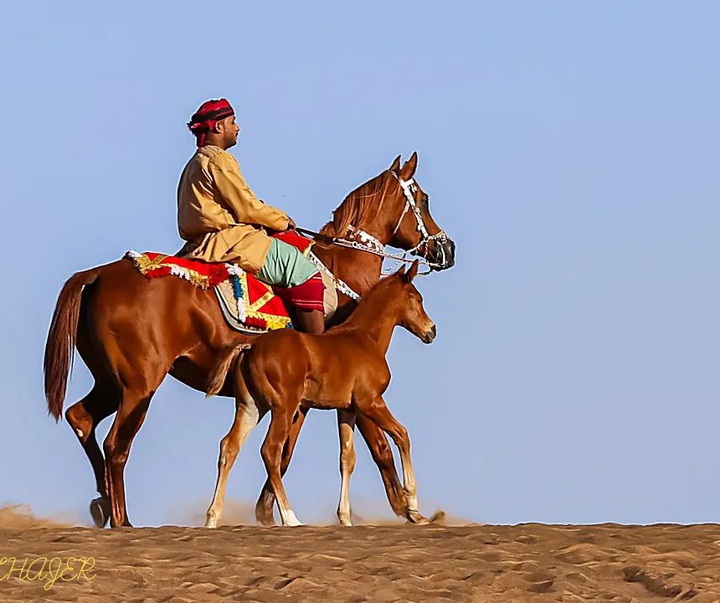 گالری آثار عکاسی محمد الحاجر از بحرین