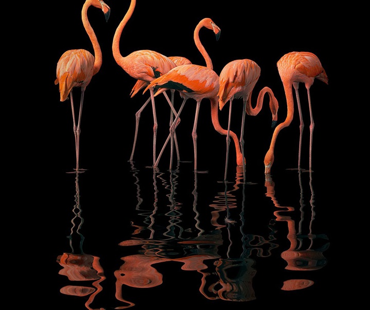 گالری عکس‌های خلاقانه تیم فلچ از بریتانیا