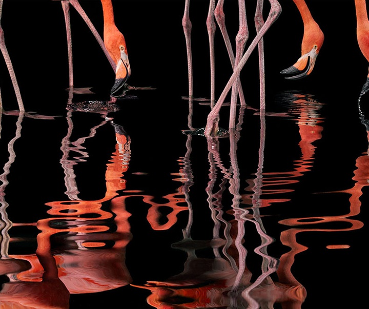 گالری عکس‌های خلاقانه تیم فلچ از بریتانیا