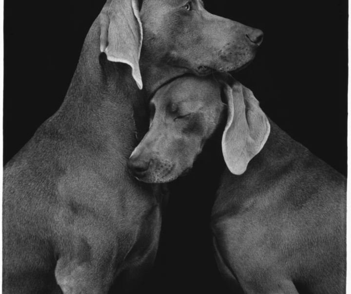 گالری عکس‌های ویلیام وگمن از آمریکا