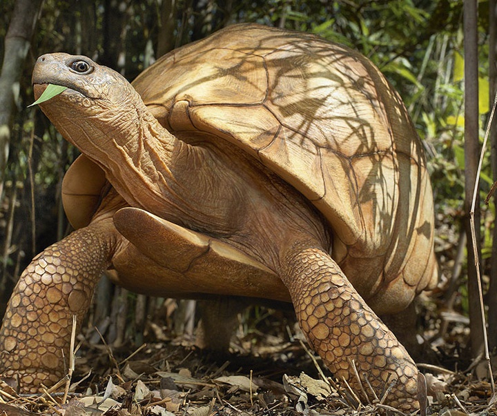 گالری عکس‌های خلاقانه تیم فلچ از بریتانیا