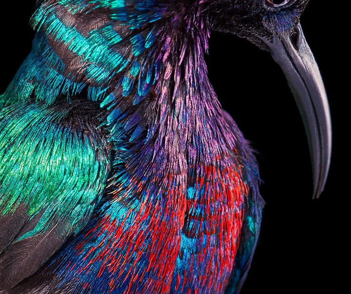 گالری عکس‌های خلاقانه تیم فلچ از بریتانیا