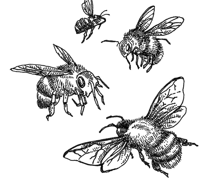 گالری آثار تصویرسازی نیکول بوستامانته از برزیل