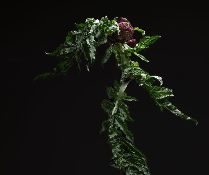 گالری عکس‌های استودیو پاتو کاتز از آرژانتین