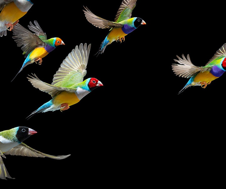 گالری عکس‌های خلاقانه تیم فلچ از بریتانیا