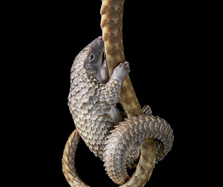 گالری عکس‌های خلاقانه تیم فلچ از بریتانیا