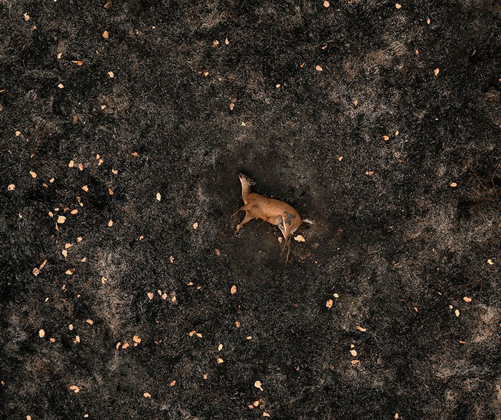 گالری آثار عکاسی لالو د آلمیدا از برزیل - قسمت اول