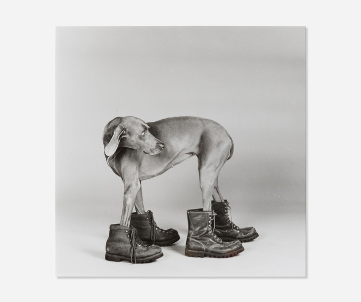 گالری عکس‌های ویلیام وگمن از آمریکا