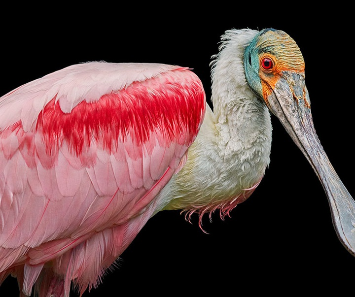 گالری عکس‌های خلاقانه تیم فلچ از بریتانیا