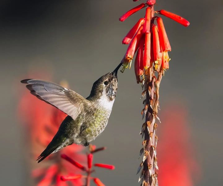 گالری آثار عکاسی اریک هوک از آمریکا