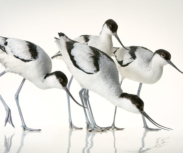 گالری عکس‌های خلاقانه تیم فلچ از بریتانیا