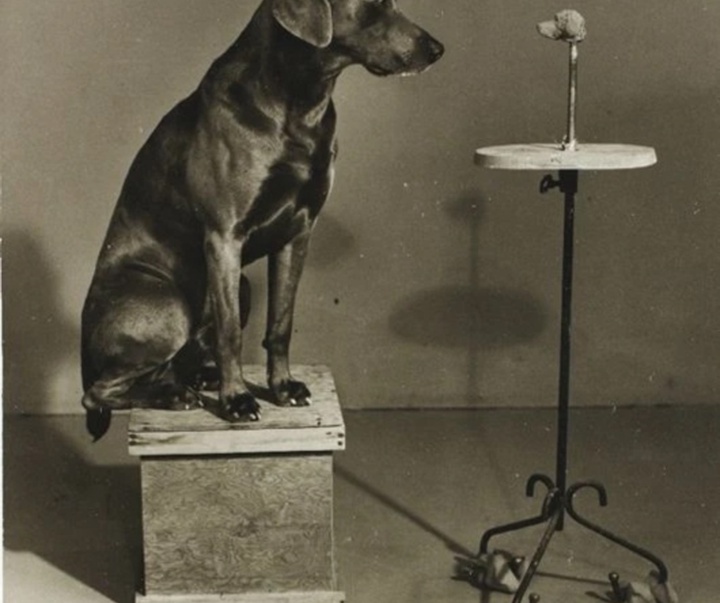 گالری عکس‌های ویلیام وگمن از آمریکا