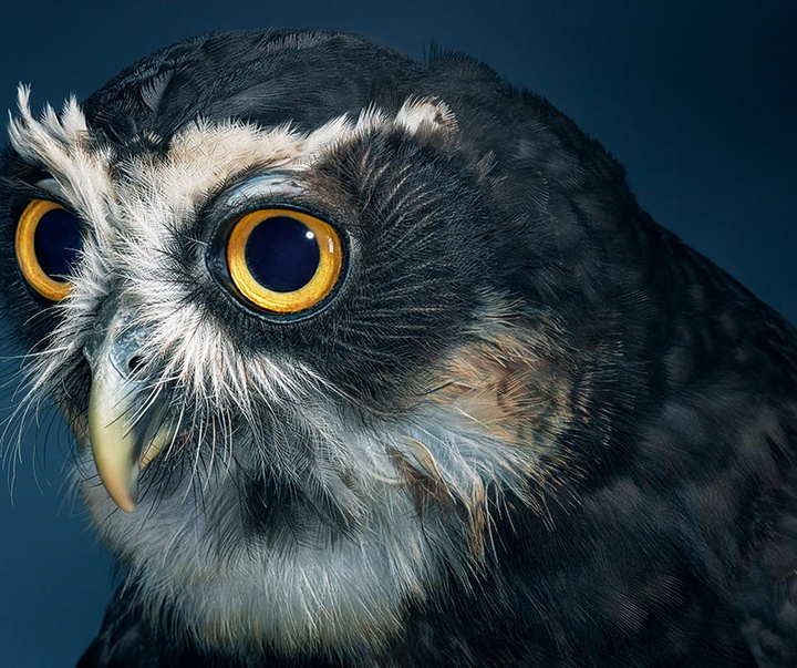 گالری عکس‌های خلاقانه تیم فلچ از بریتانیا