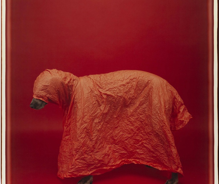 گالری عکس‌های ویلیام وگمن از آمریکا