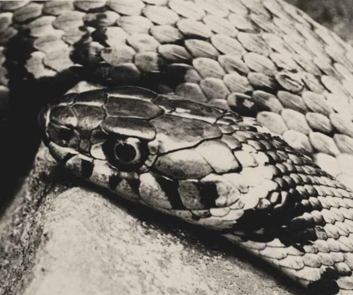 گالری آثار عکاسی آلبرت رنگر-پاتش از آلمان