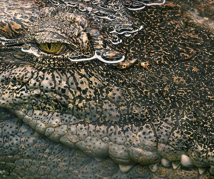 گالری عکس‌های خلاقانه تیم فلچ از بریتانیا