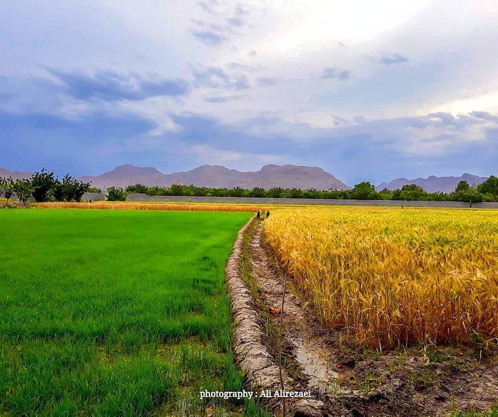 گالری آثار عکاسی علی علیزاده از ایران