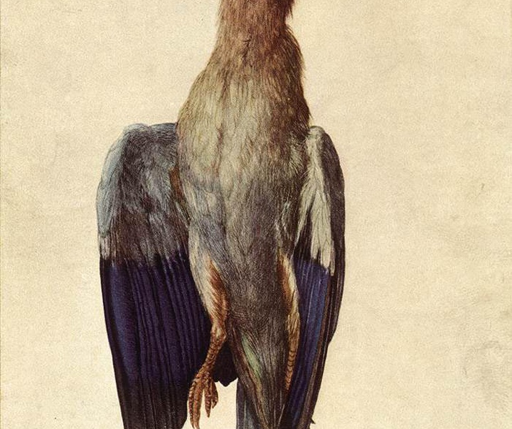 albrecht durer