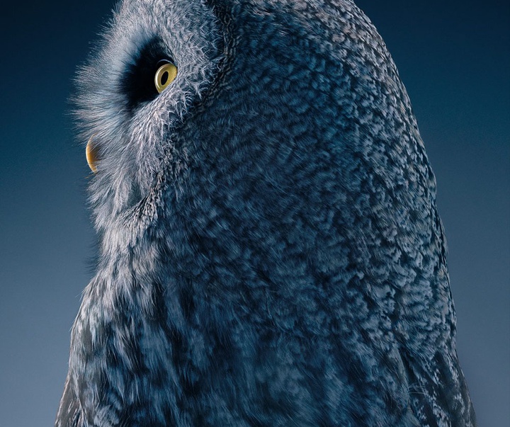 گالری عکس‌های خلاقانه تیم فلچ از بریتانیا